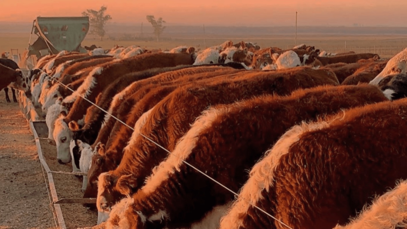 Novillos Hereford en la batea de un corral al atardecer