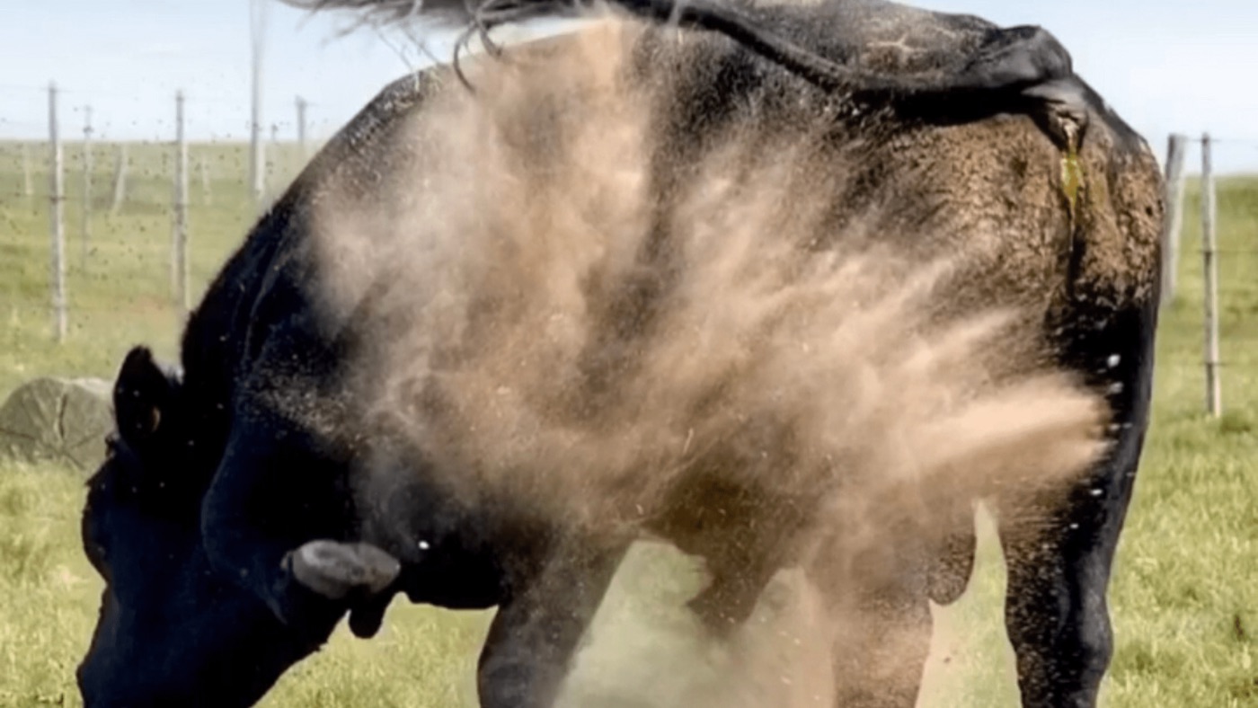 Vaca Angus negra levantando tierra