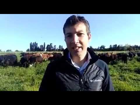 Eduardo Dinatolo · Consultor ganadero · Uruguay